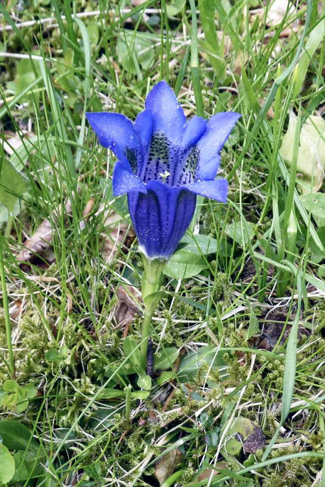 Gentiana acaulis